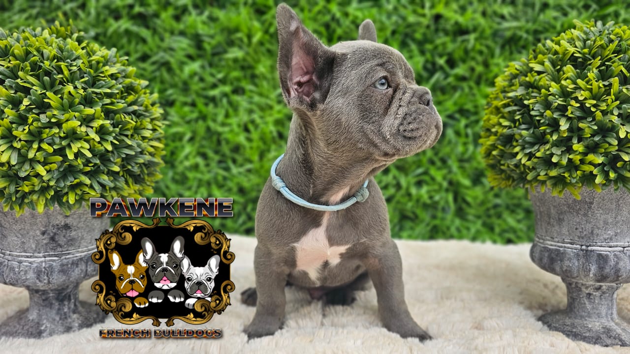Image of french male bulldog 2